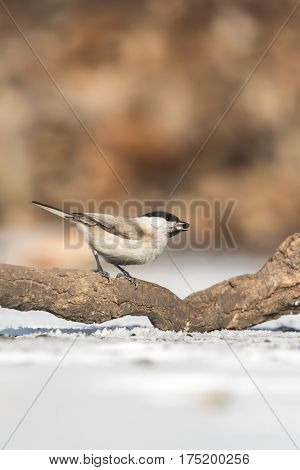The marsh tit (Poecile palustris) sitting on the branch with orange background.