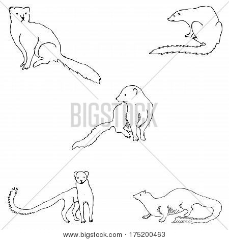 Mongoose. Sketch by hand. Pencil drawing by hand. Vector image. The image is thin lines.