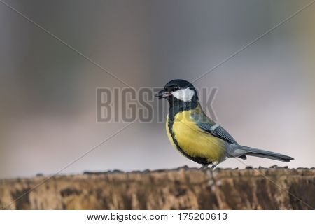 Bird - Great Tit (Parus major) on yellow background. Birds sitting on a tree stump next to the feeder. Winter time.