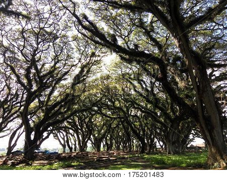 Beauty Old trees in cluring banyuwangi forest