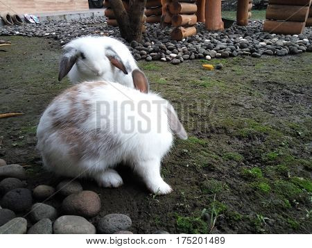 White rabbits in outdoor garden of home