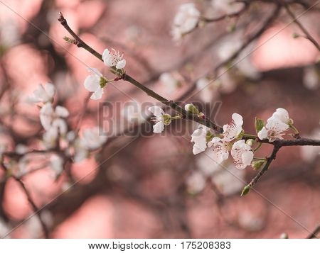 Abstract Background Of Cheery Blosom Flower