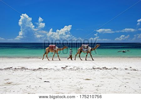 Man walking with two camels along Diani Beach in Kenya
