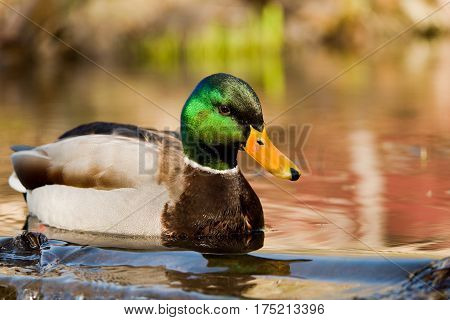A wild duck (mallard) in the water on a sunny day