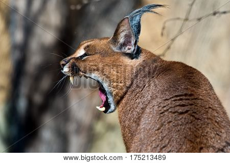 A close-up of the head of a caracal. (yawning caracal)