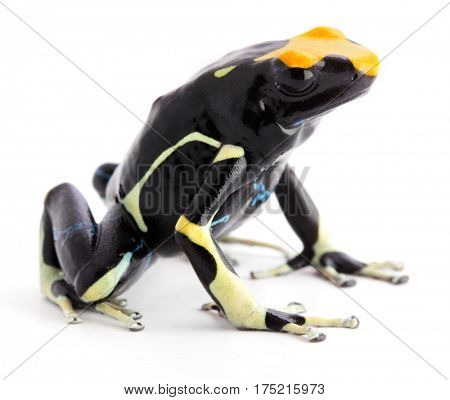 Yellow back poison arrow frog, Dendrobates tinctorius. A poisonous animal from the Amazon rain forest. Isolated on white background.