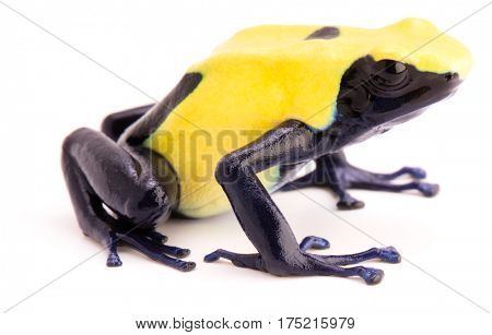 Yellow poison dart frog, dendrobates tinctorius, citronella. A poisonous animal from the Amazon rainforest isolated on white.