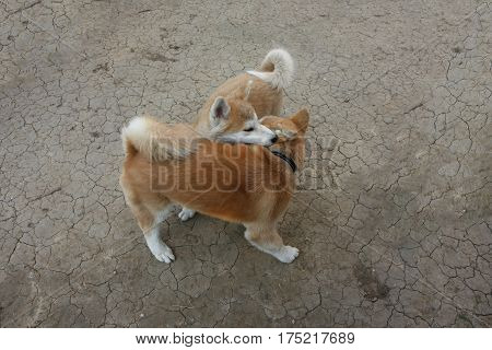 Cute Akita Inu puppies playing in the yard