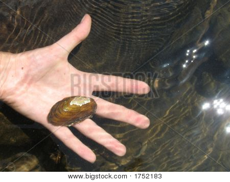 Holder Mussles
