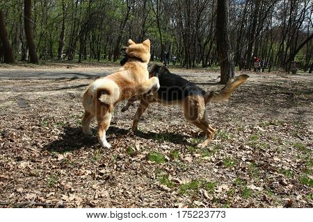 Puppies of Akita Inu and German shepherd palying in public park