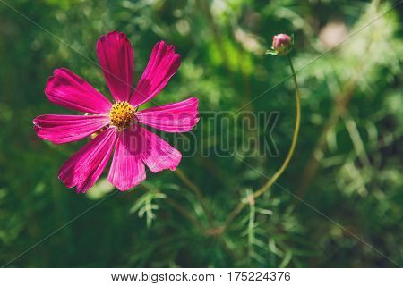 Mexican Aster bright pink flower or Garden Cosmos, closeup outdoors at green background. Its Latin name is Cosmos Bipinnatus Radiance, native to Mexico. Popular annual plant cosmea.