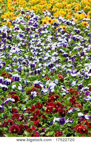 Viola tricolor maceška, záhonu