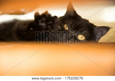 black cat pretty scotish cat Cat's eye wool