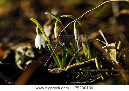 The earliest spring flowers. Snowdrops. Sweethearted nature.