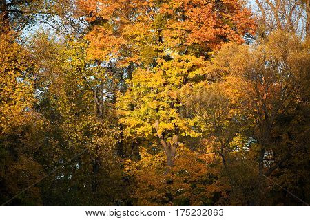 Autumn in park Aleksandriya. golden. forest. leaf.