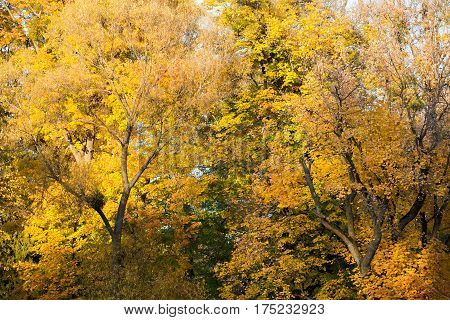 Autumn in park Aleksandriya. golden. orange. wood.