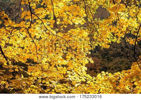 Autumn in park Aleksandriya. golden. tree. color. yellow. foliage.