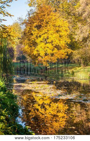 Autumn in park Aleksandriya. foliage. colorful. nobody.