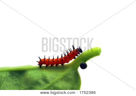 Bug lungo 