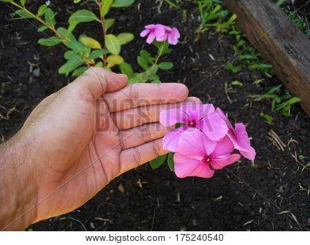 Close-up of hand and small pink flower on dark background