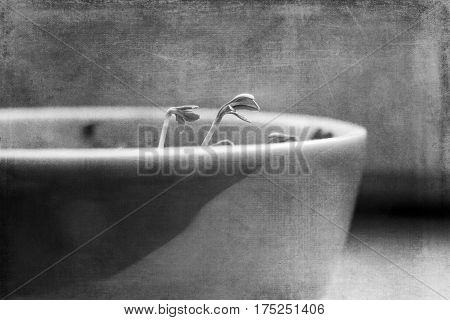 cuckooflower Easter in a small porcelain bowl