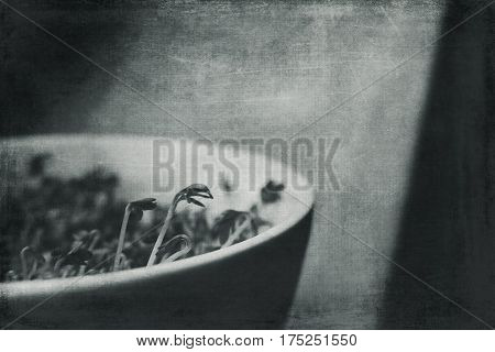 cuckooflower Easter in a small porcelain bowl