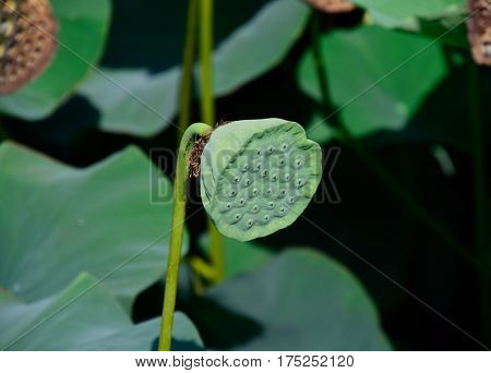 Pond With Lotuses. Lotuses In The Growing Season. Decorative Plants In The Pond