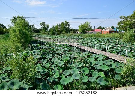 Pond With Lotuses. Lotuses In The Growing Season. Decorative Plants In The Pond