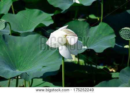 Pond With Lotuses. Lotuses In The Growing Season. Decorative Plants In The Pond