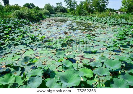 Pond With Lotuses. Lotuses In The Growing Season. Decorative Plants In The Pond