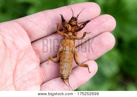 Gryllotalpa Gryllotalpa On The Palm Of A Person. Pest Of Garden Plantations.