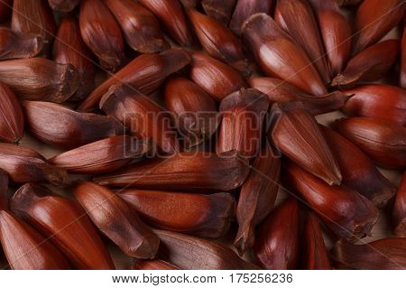 Pinhao - Brazilian Pine