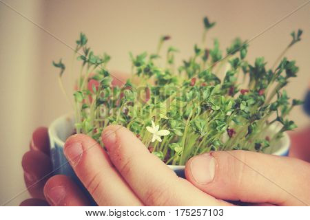 cuckooflower Easter in a small porcelain bowl in baby hands