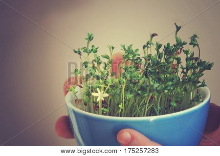 cuckooflower Easter in a small porcelain bowl in baby hands