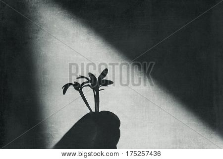 cuckooflower fresh shoots in the spring sunshine