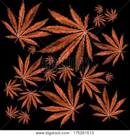 Crowd of Cannabis leaves on black background. Hand drawn watercolor illustration of the plant Cannabis Sativa or Marijuana. Pattern with marijuana leaf for label poster web.
