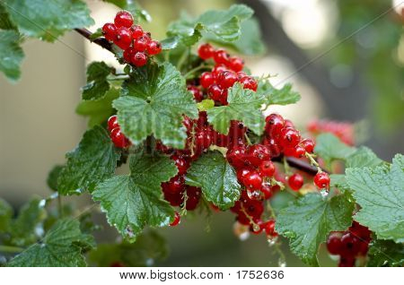 Currant