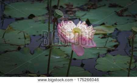 Beautiful flower of Lotus in Thailand summer/Lotus
