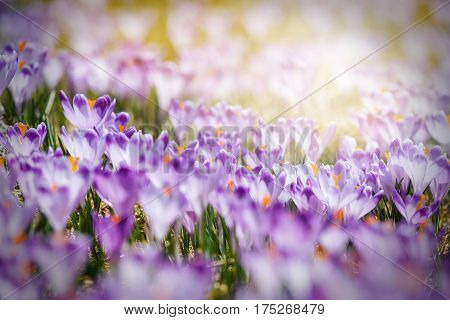 blooming violet crocuses in Tatra Mountains spring flower