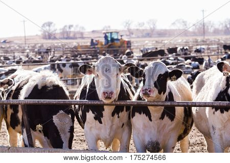 Cattle In Outdoor Feedlot