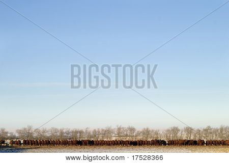 A long row of cattle eating at a feedlot.