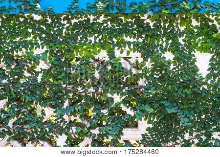 Closeup to Coatbuttons/ Mexican Daisy on Concrete Wall Background