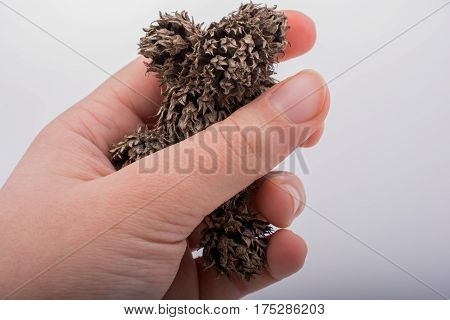Hand holding brown pod or capsule in hand on a white background