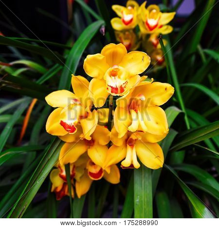 The Cymbidium insigne orchid in the garden