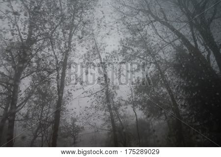 trees with dew drop on glass and the mist in Luoping, China