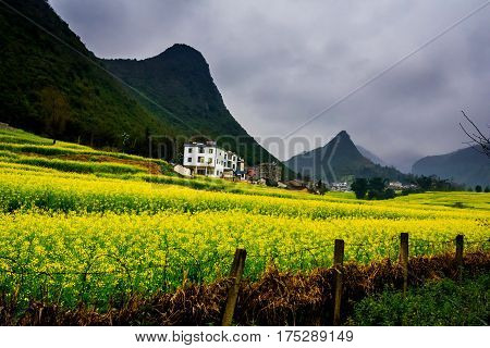 Canola field, rapeseed flower field with the mist in Luoping, China