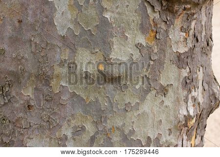 Color bark of sycamore tree. Background green military platanus wood detail