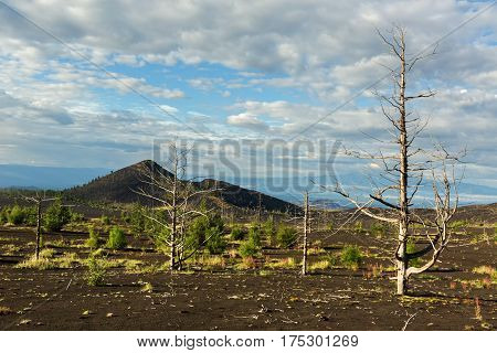 Dead wood - a consequence of a catastrophic release of ash during the eruption of the volcano in 1975 Tolbachik north breakthrough - Kamchatka