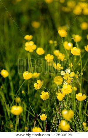 Un fond jaune fleur de renoncule - Latin : Ranunculus bulbosus