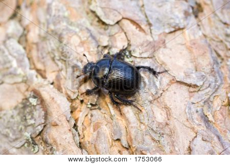 Shard-Beetle